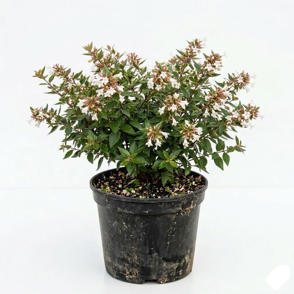 Abélia à fleurs blanches