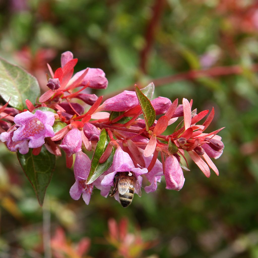 Abélia rose