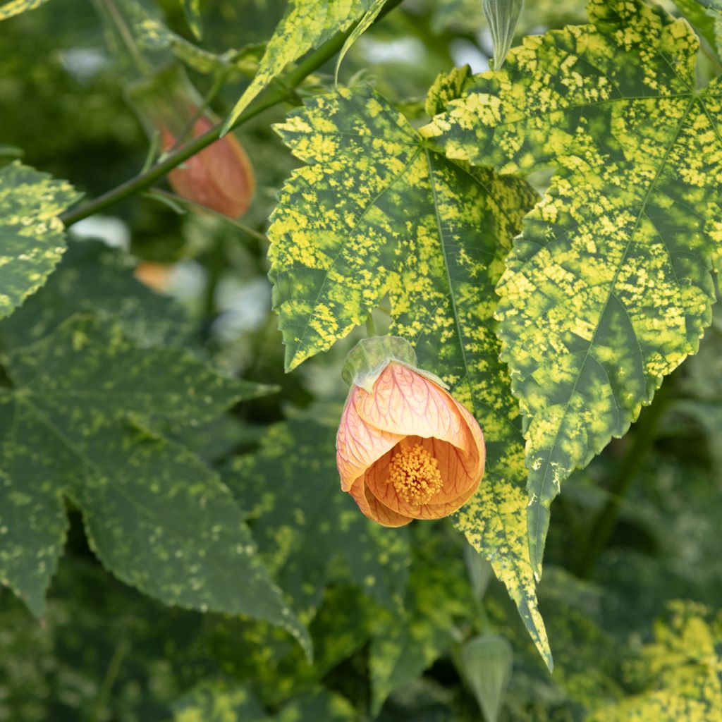Abutilon panaché saumon