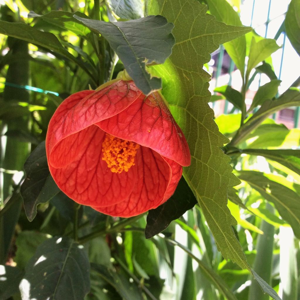 Abutilon rouge