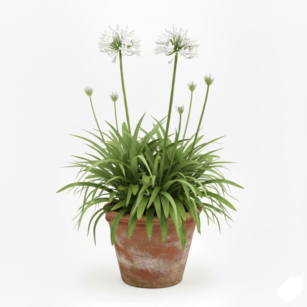 Agapanthe blanche naine