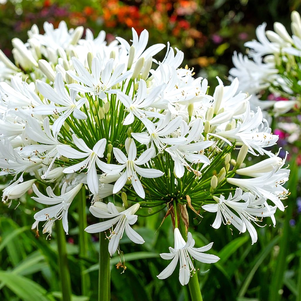 Agapanthe blanche naine