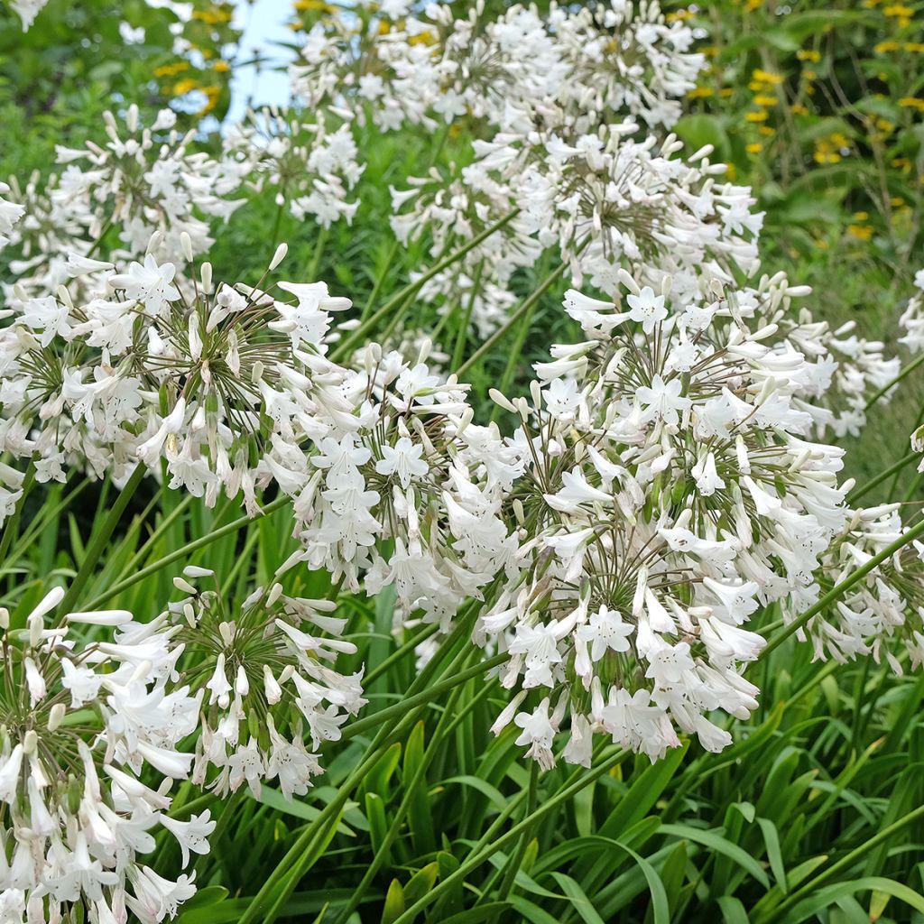Agapanthe blanche