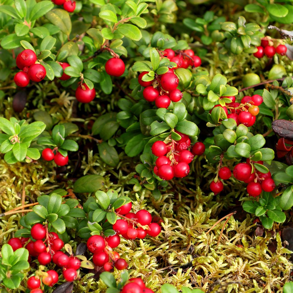 Airelle rouge Red Pearl