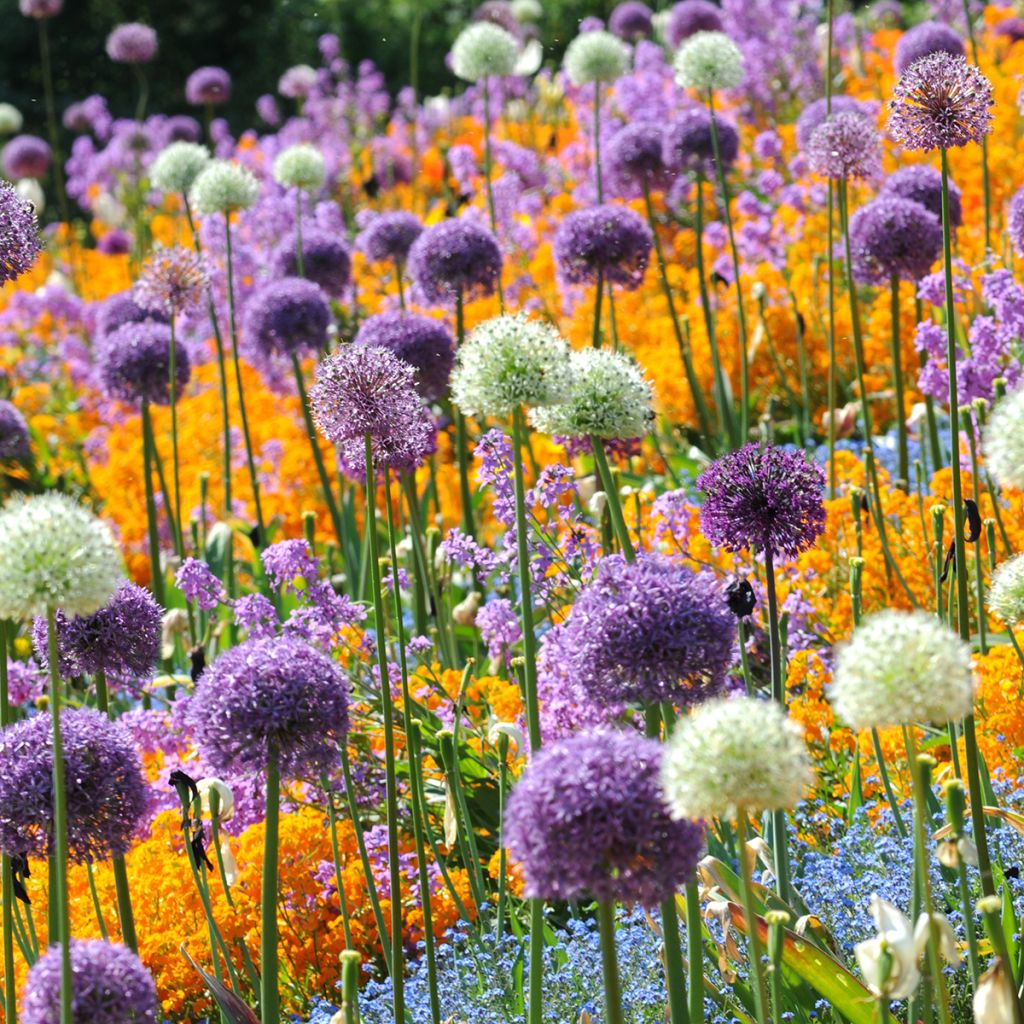 Allium à grandes fleurs en mélange