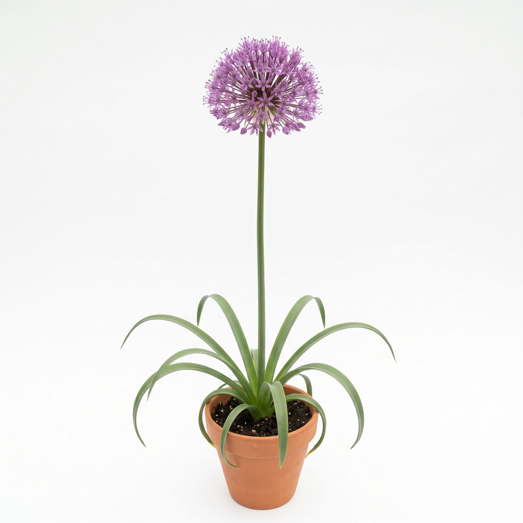Allium aux grandes ombelles