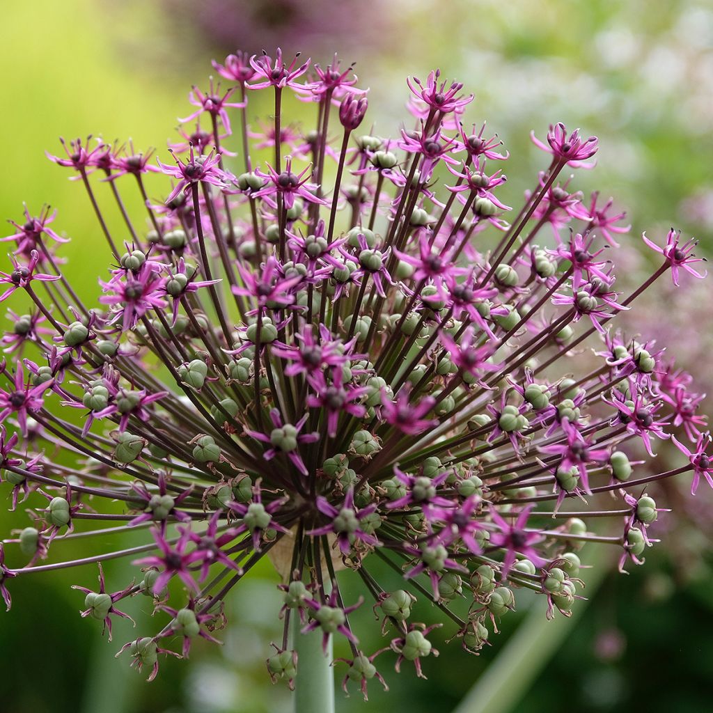 Allium aux grandes ombelles