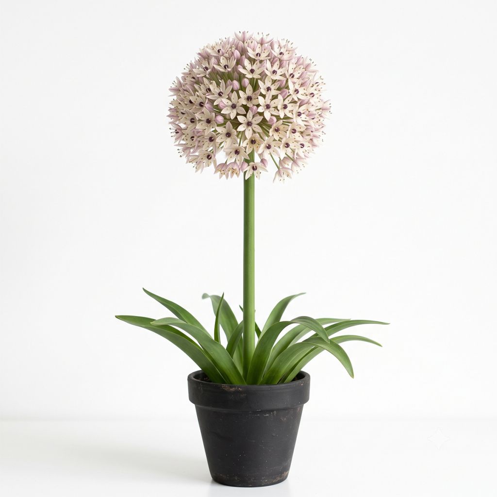 Allium des Indes