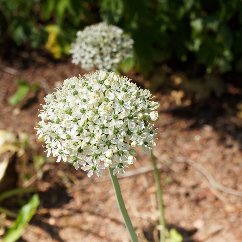 Allium des Indes