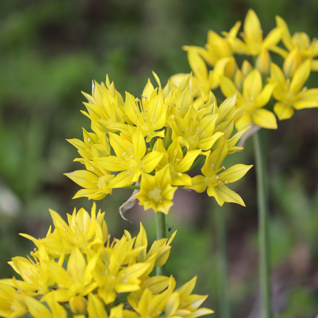 Allium doré