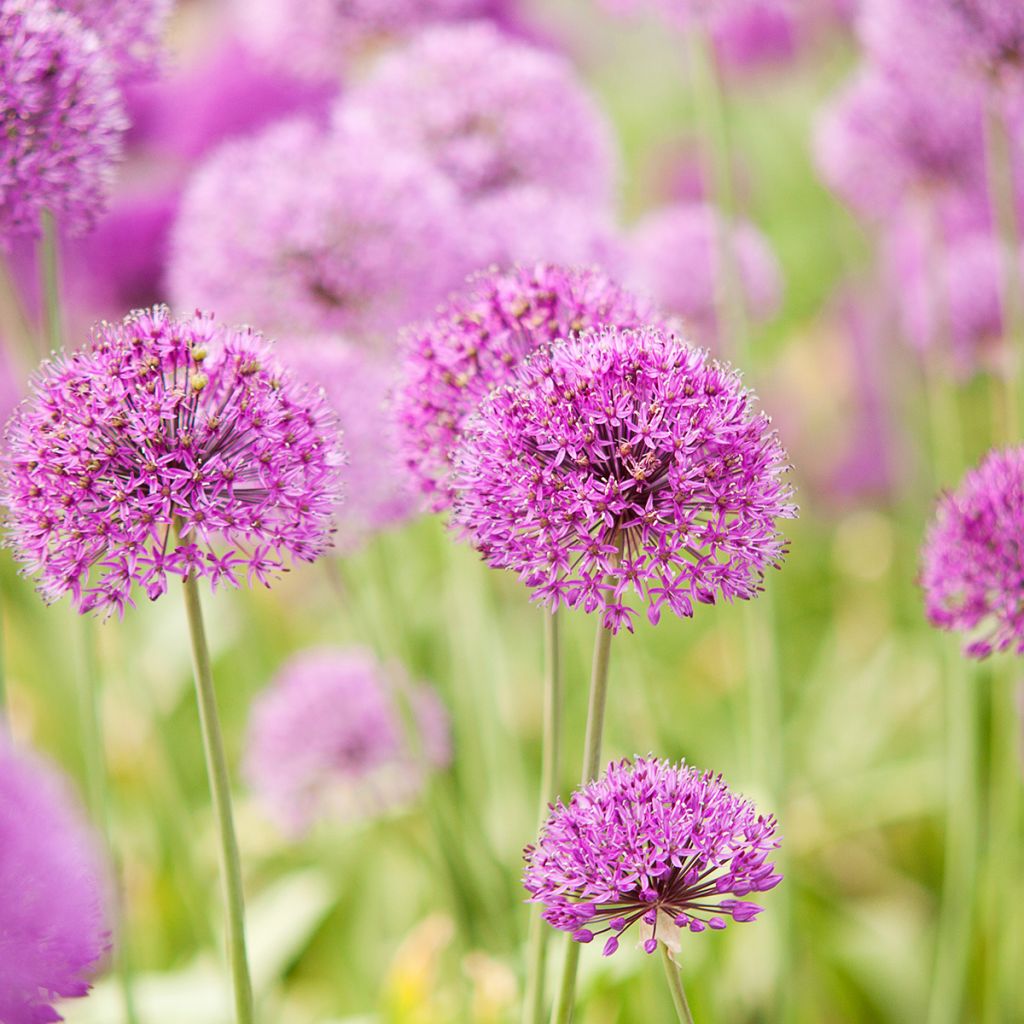 Allium rose