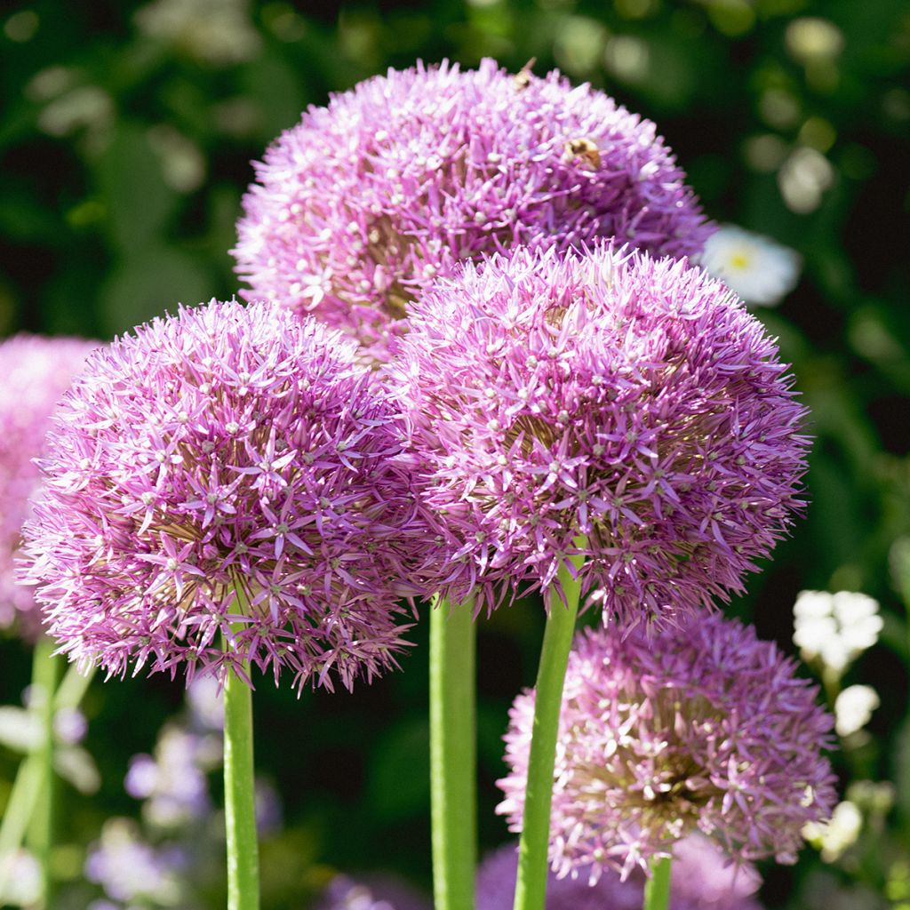 Allium rose