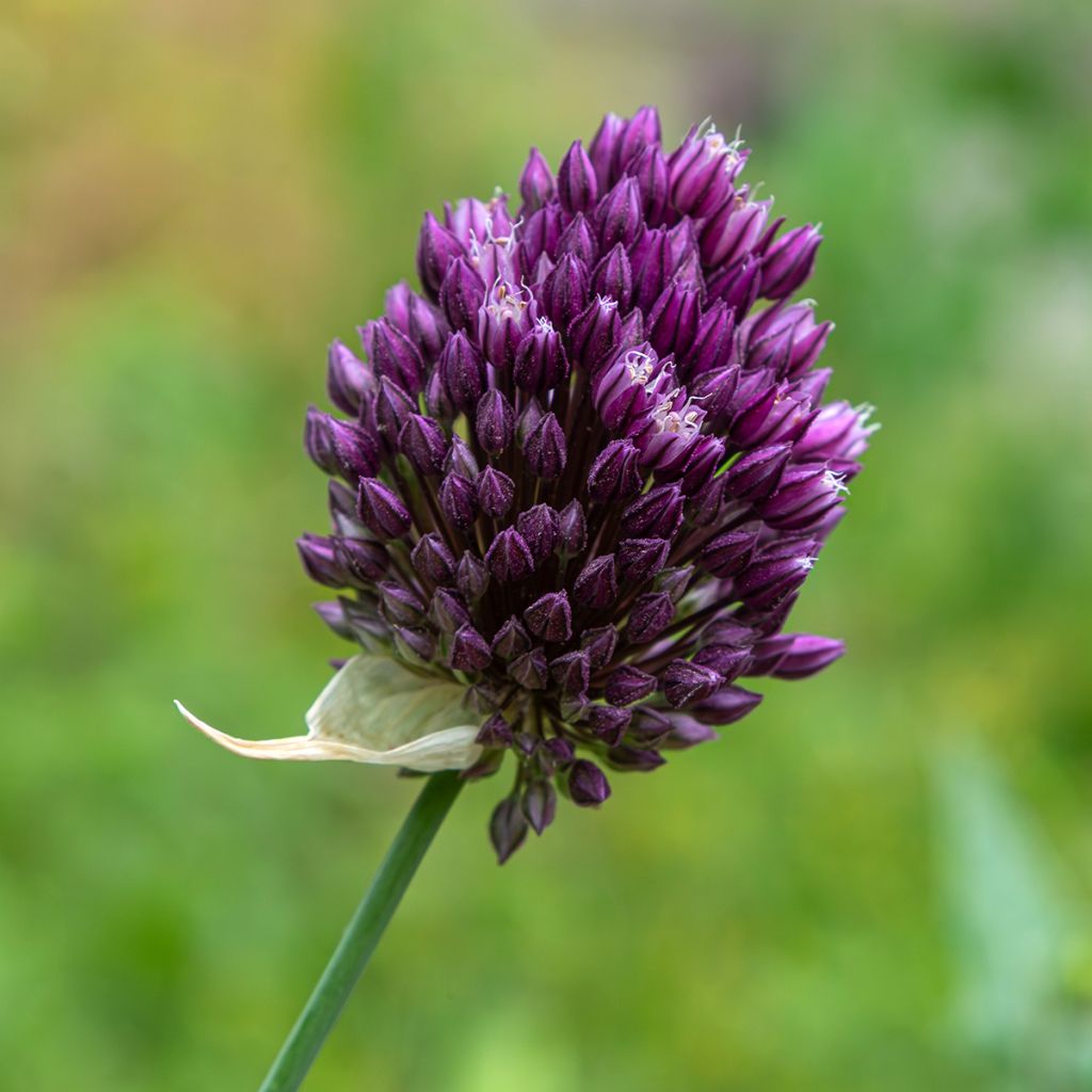 Allium à têtes rondes