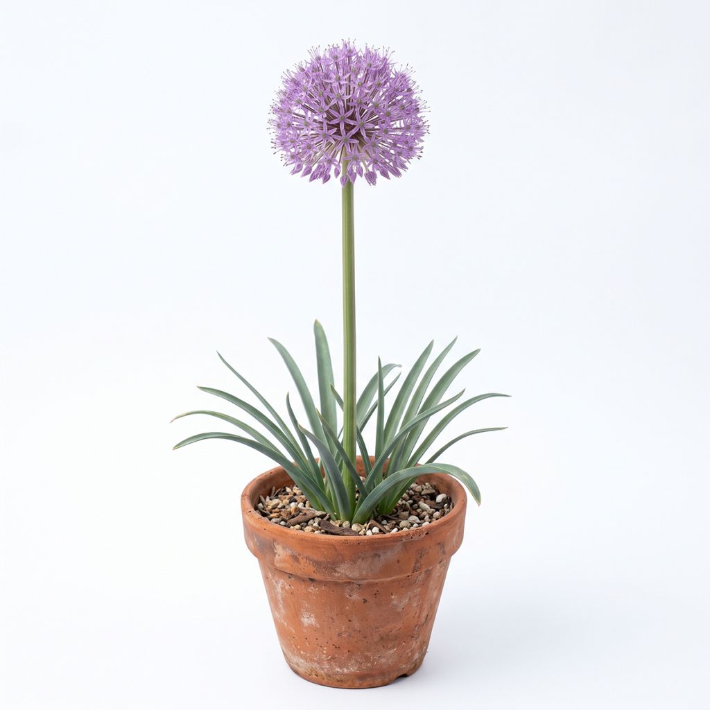 Allium étoilé