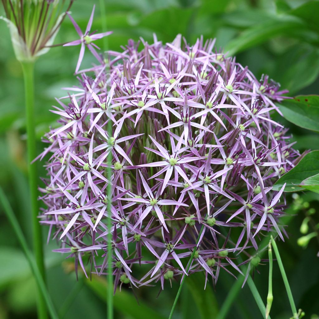 Allium étoilé