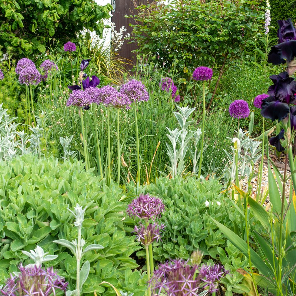Allium étoilé