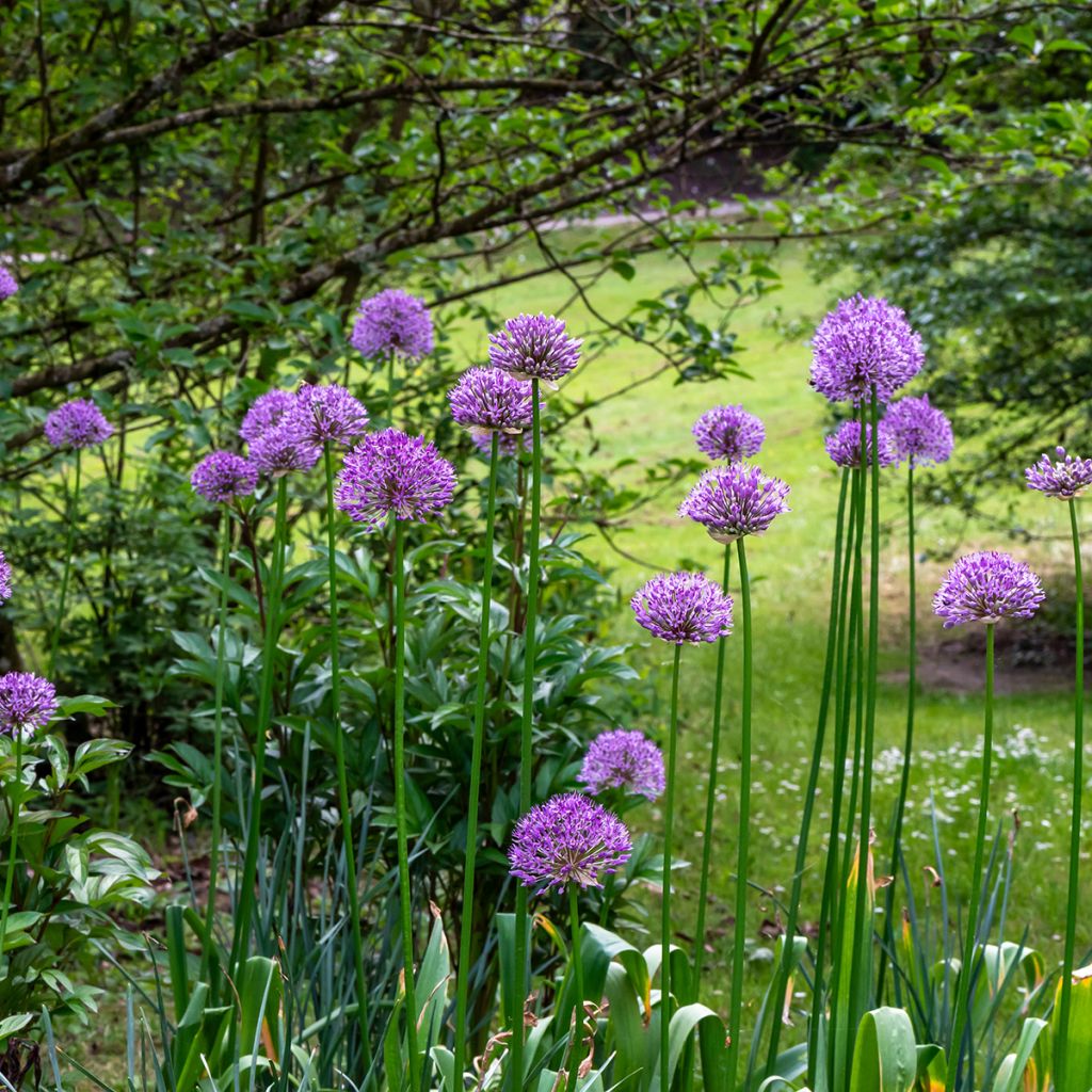 Allium violet