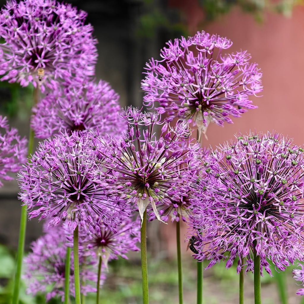 Allium violet