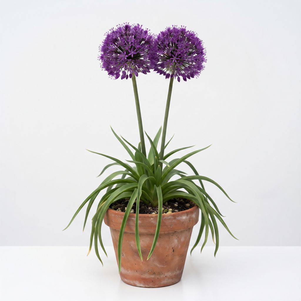 Allium violet