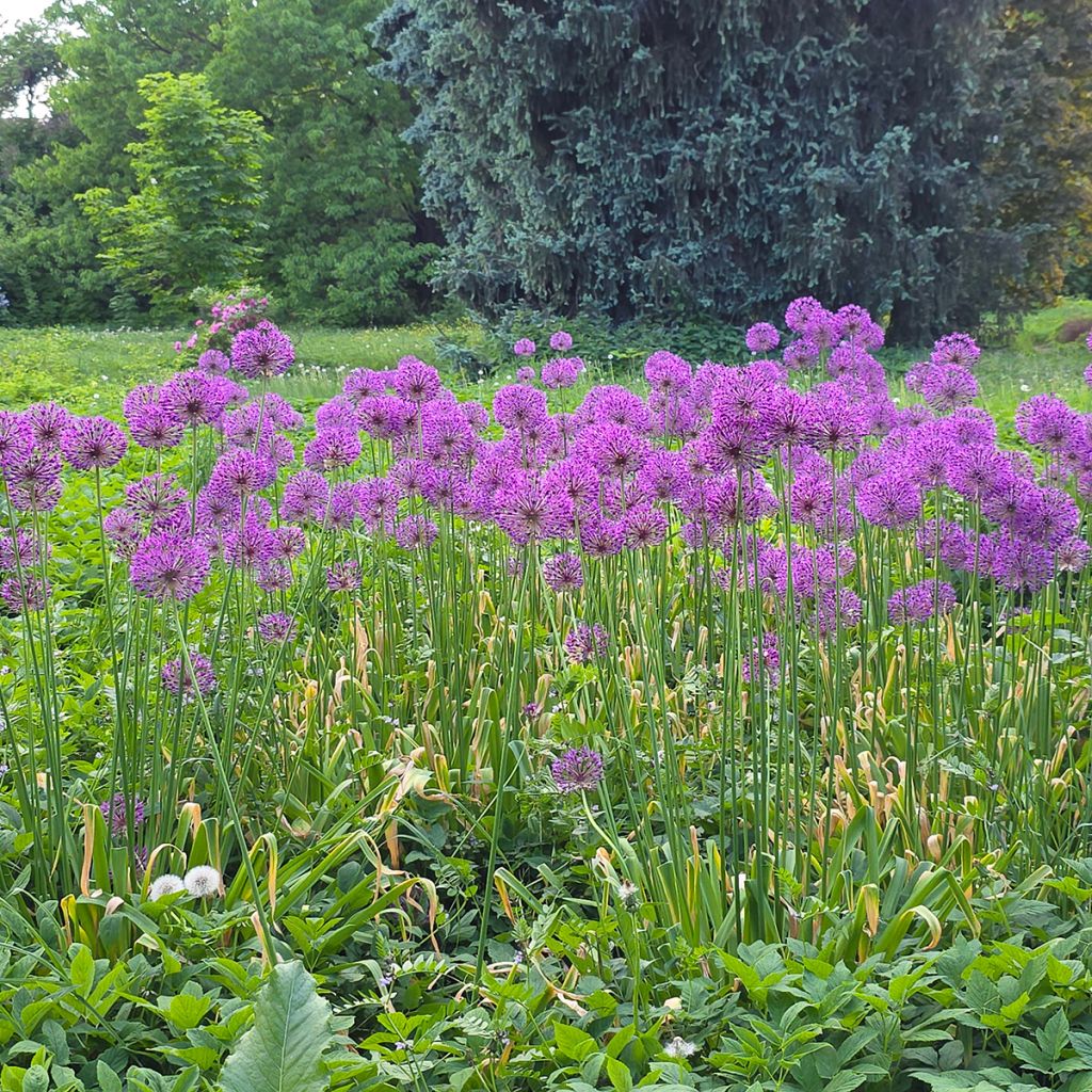 Allium violet