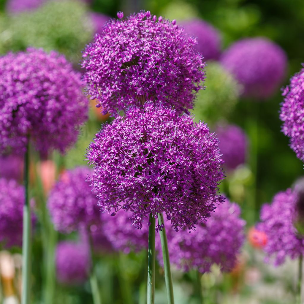 Allium violet