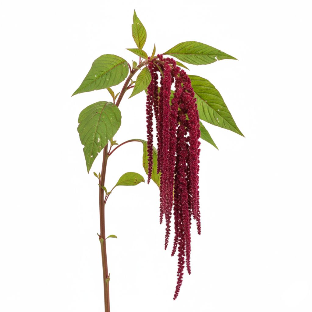 Amarante Queue de Renard