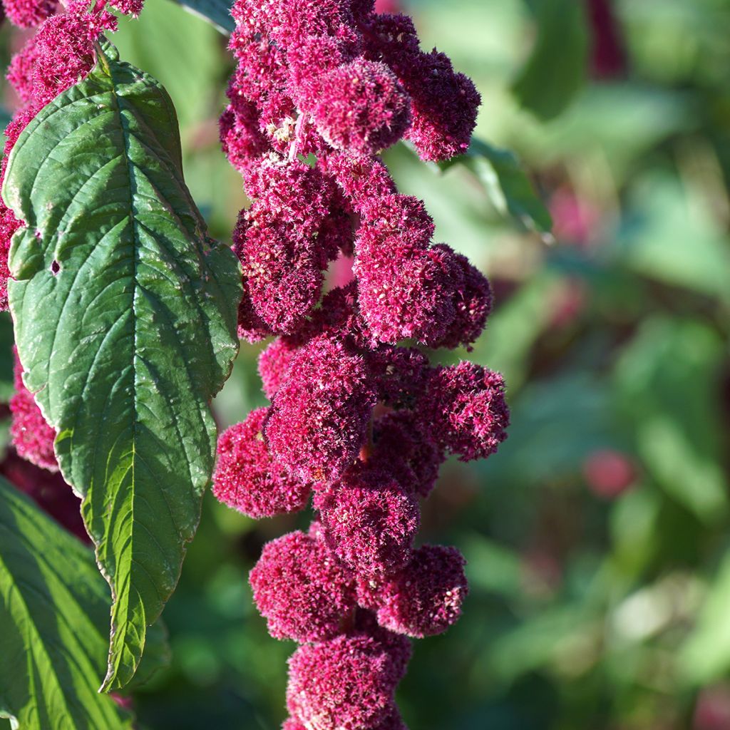 Amarante Queue de Renard