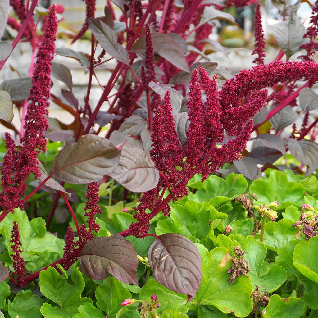 Amarante Queue de Renard