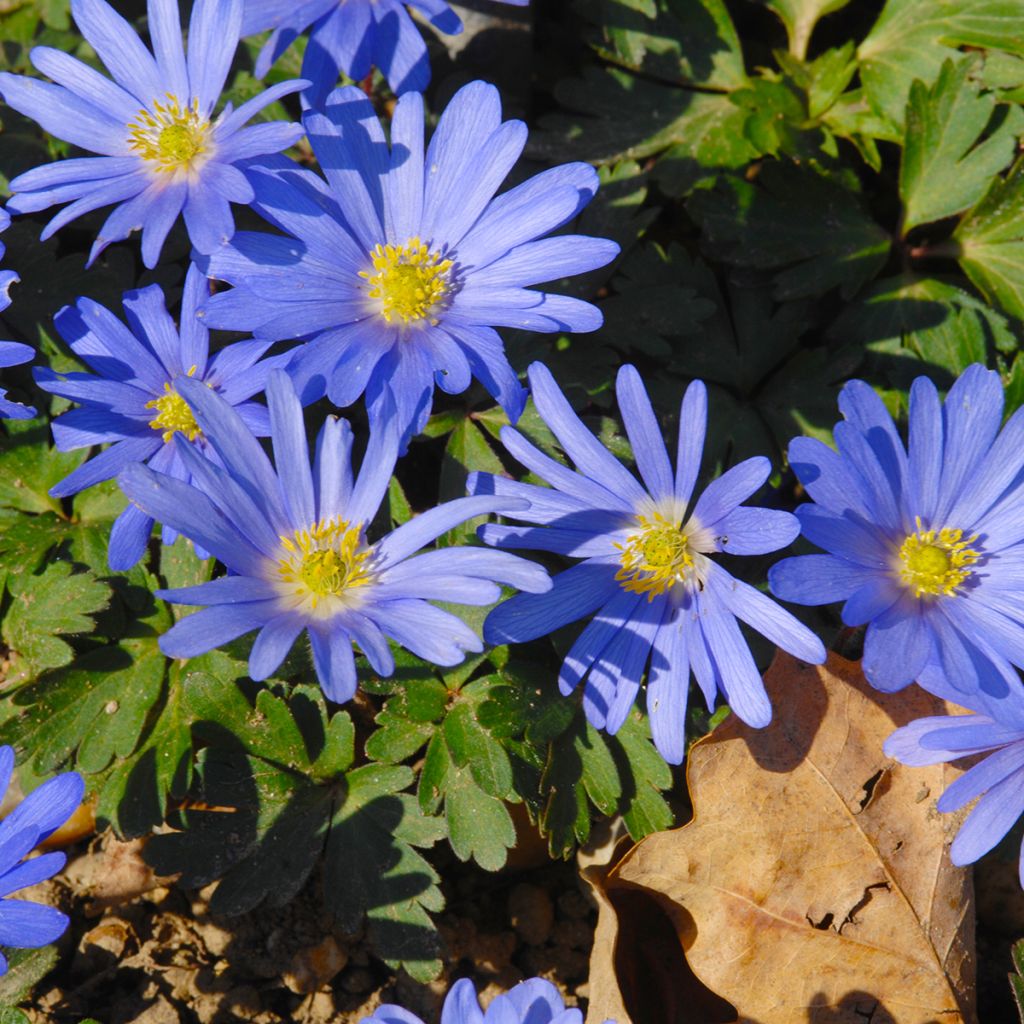 Anémone des bois bleue