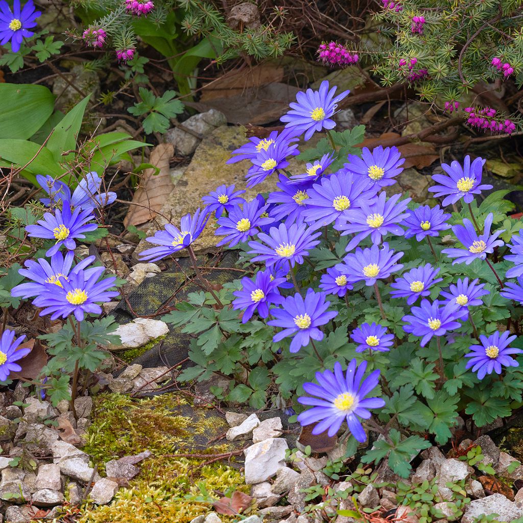 Anémone des bois bleue