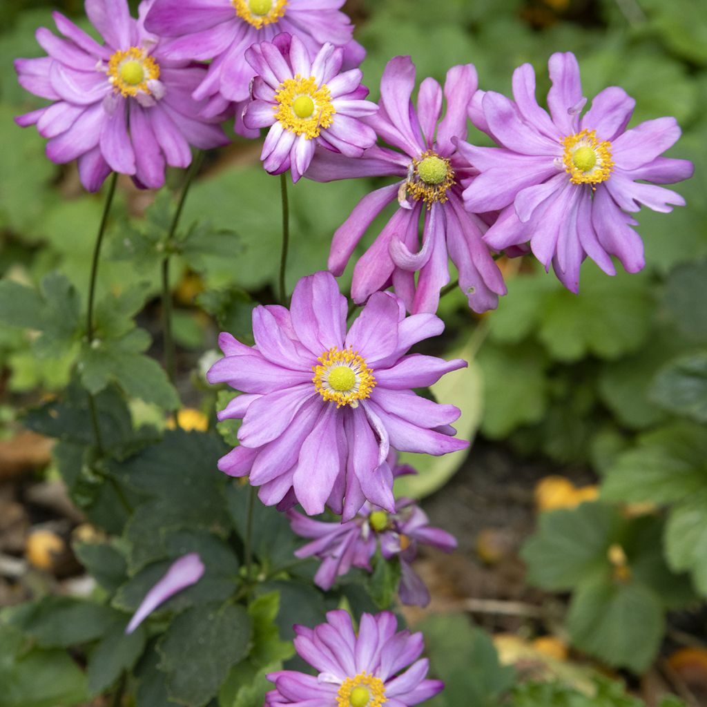 Anémone rose double