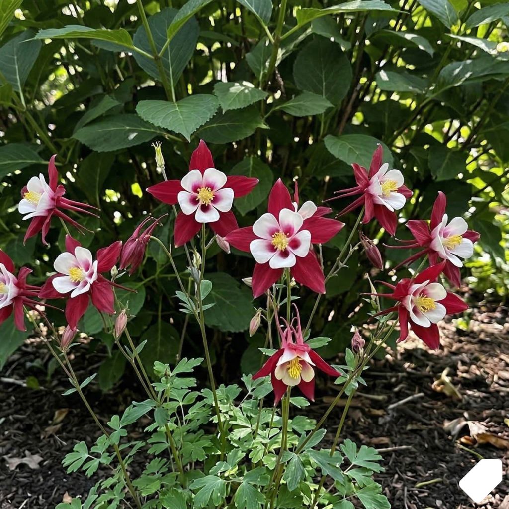Ancolie rouge et blanche