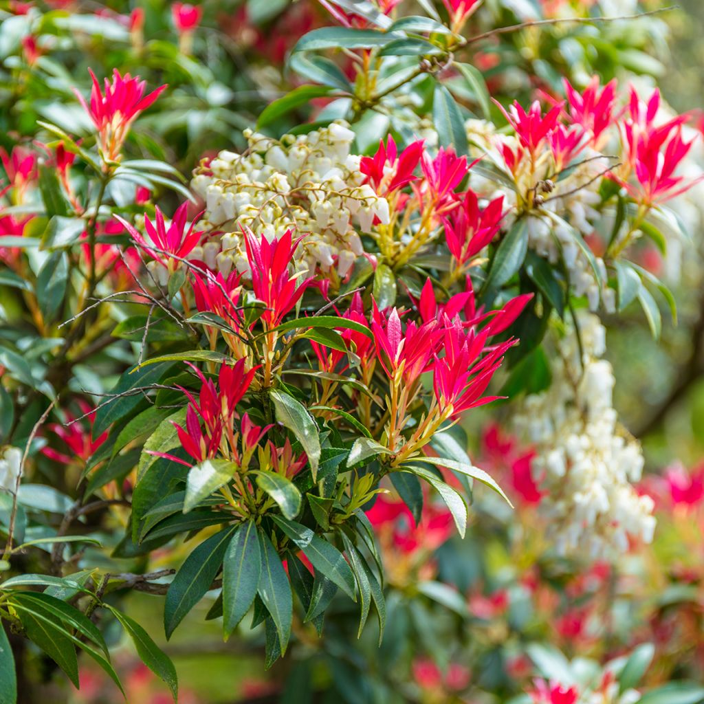 Andromède du Japon blanc