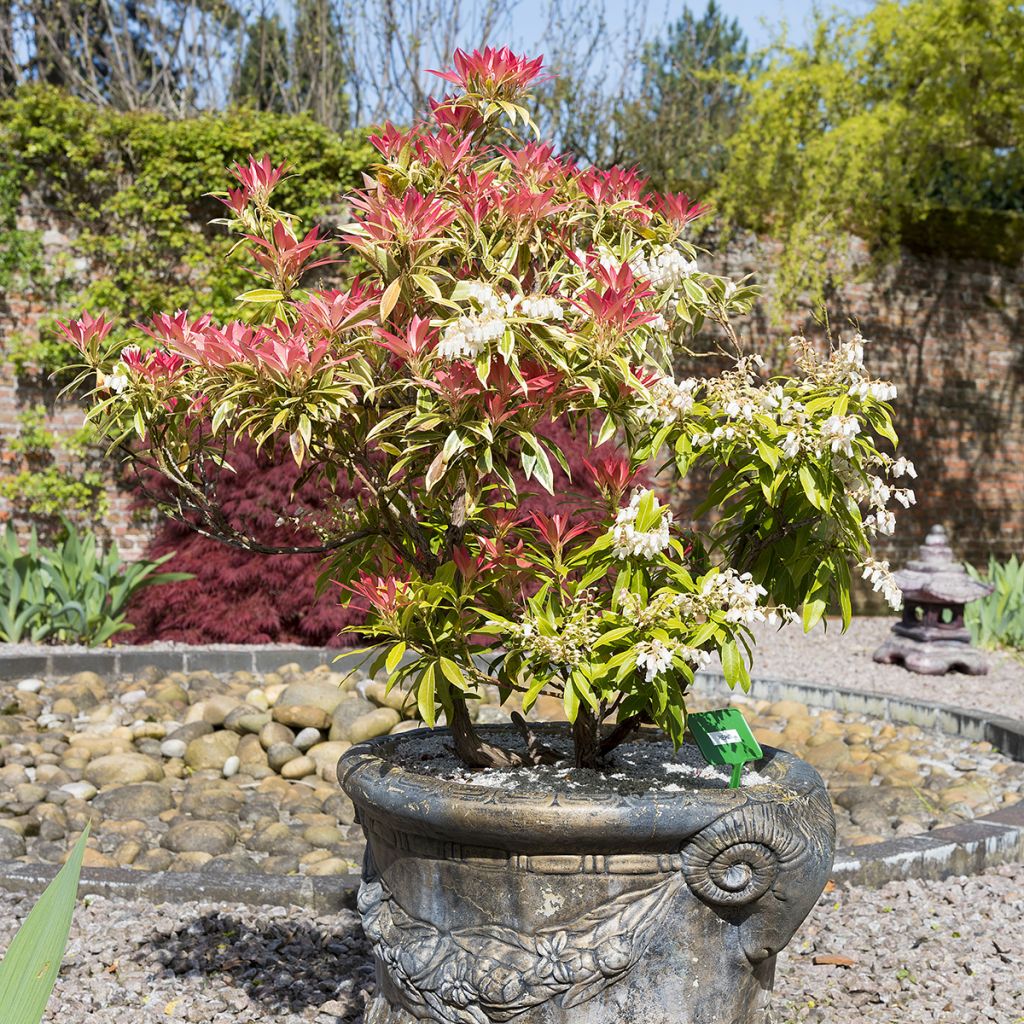 Andromède du Japon blanc