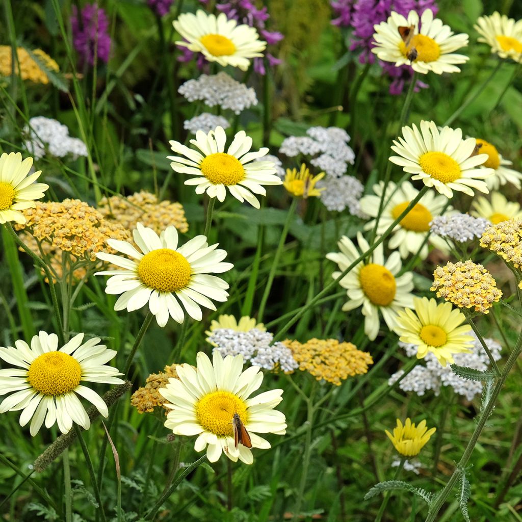 Anthemis  fausse camomille