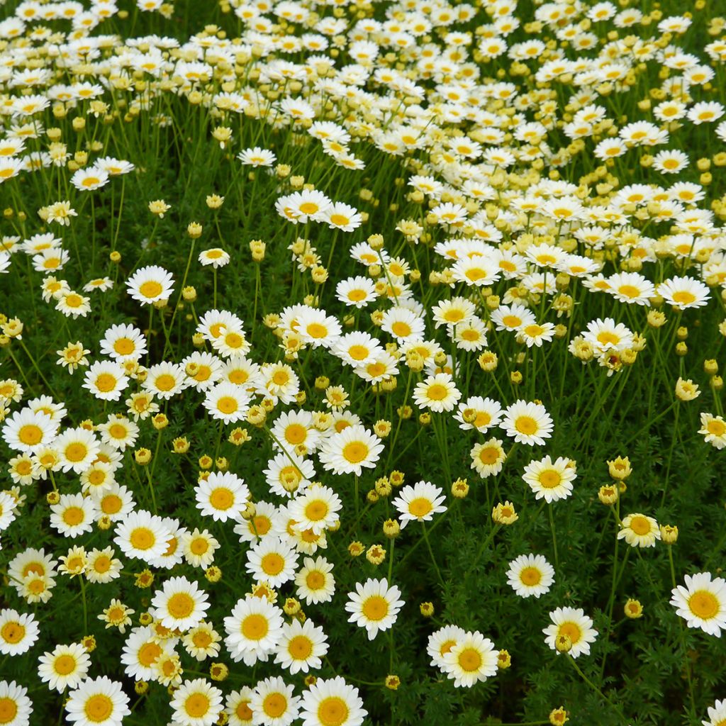 Anthemis  fausse camomille