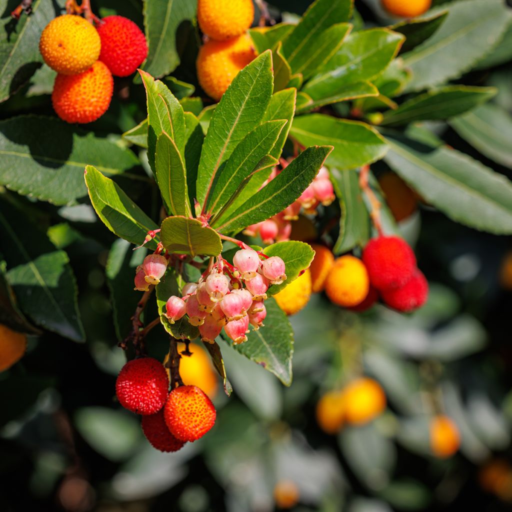 Arbousier Pink Giant Nevez