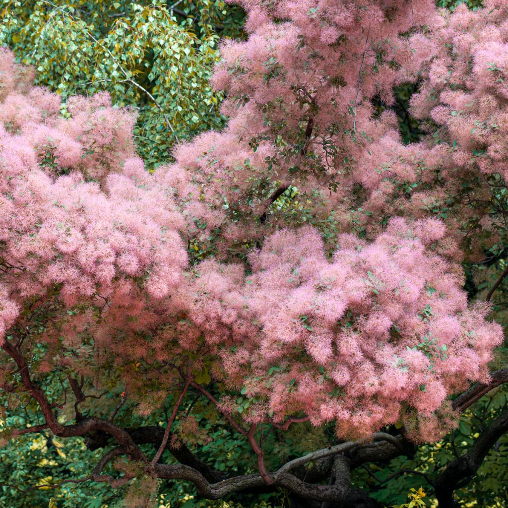 Arbre à Perruques