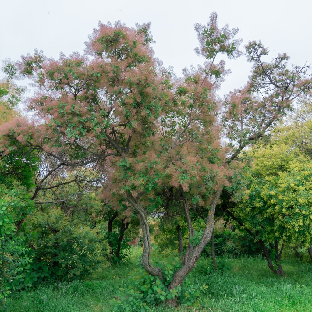 Arbre à Perruques