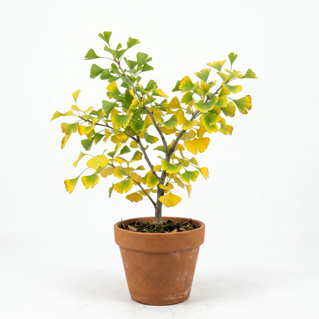 Arbre aux quarante écus