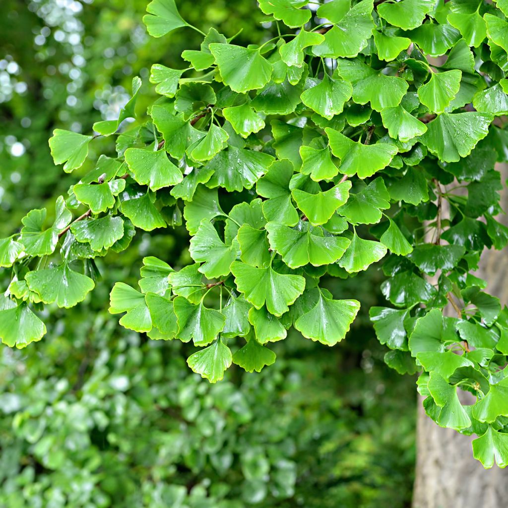 Arbre aux quarante écus