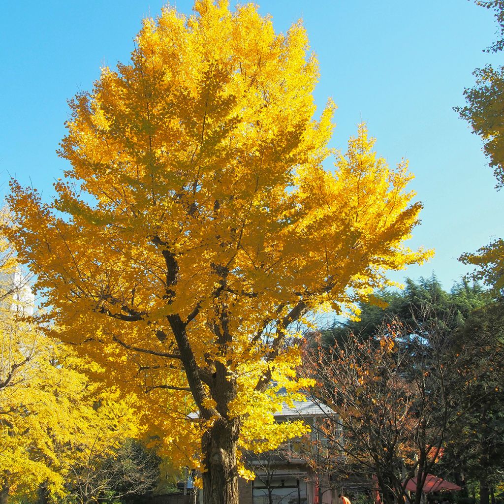 Arbre aux quarante écus
