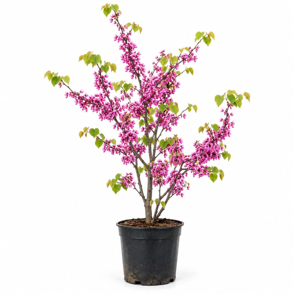 Arbre de Judée