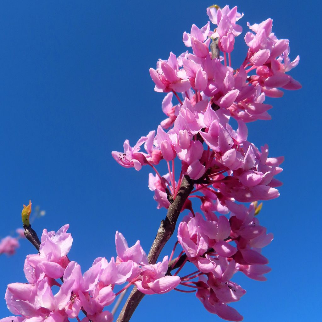 Arbre de Judée
