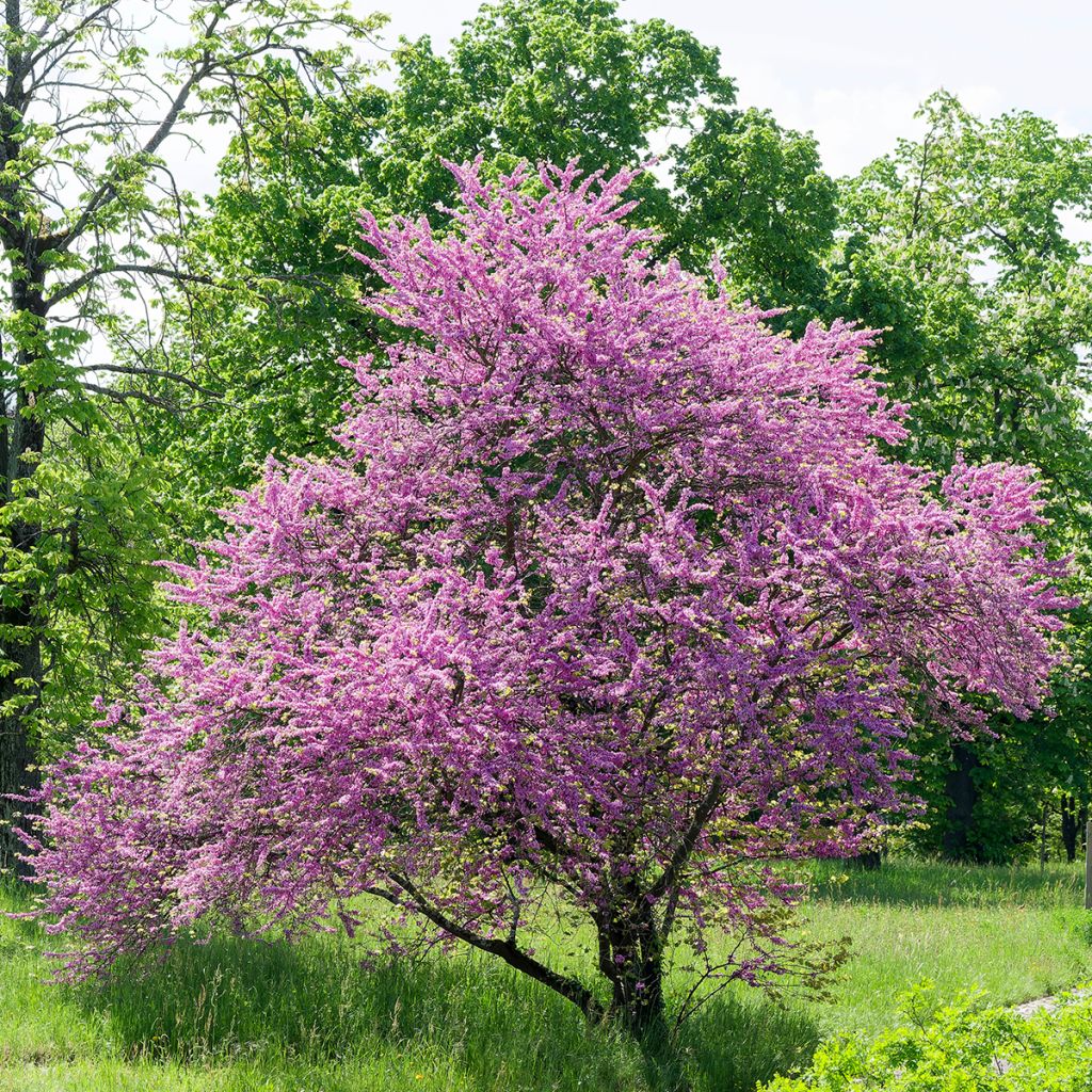 Arbre de Judée
