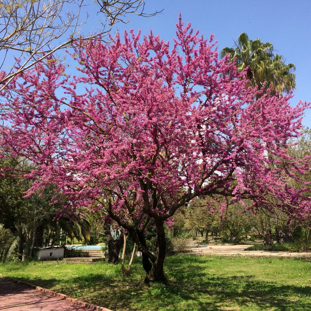 Arbre de Judée