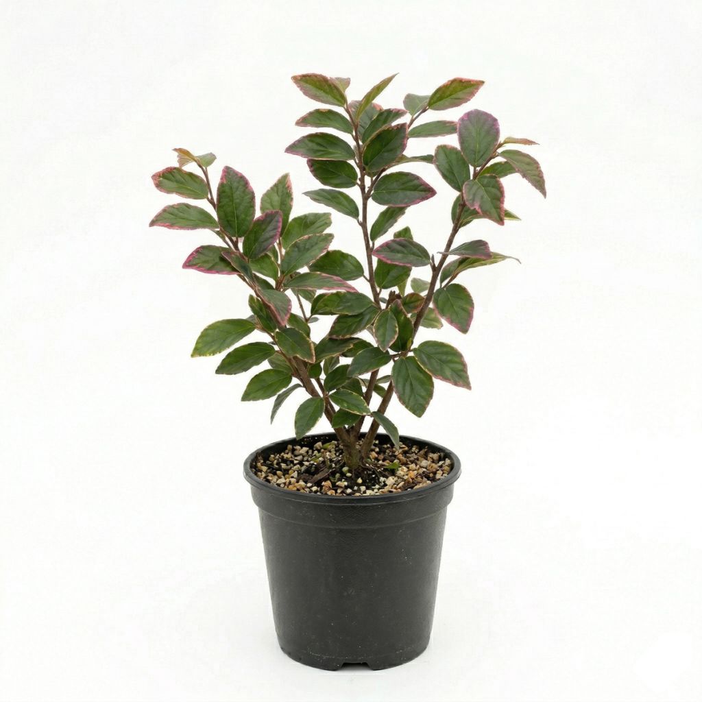 Arbre de fer