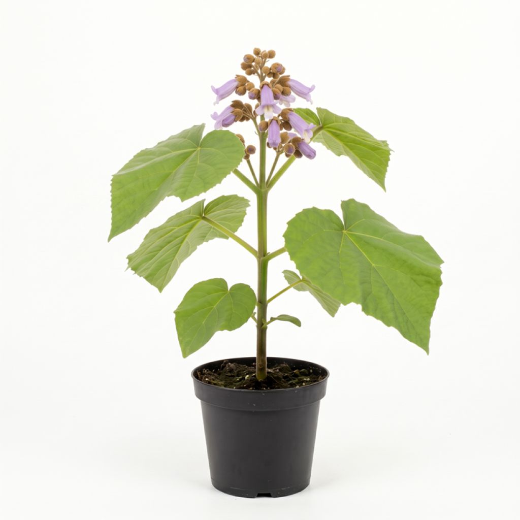 Arbre impérial - Paulownia