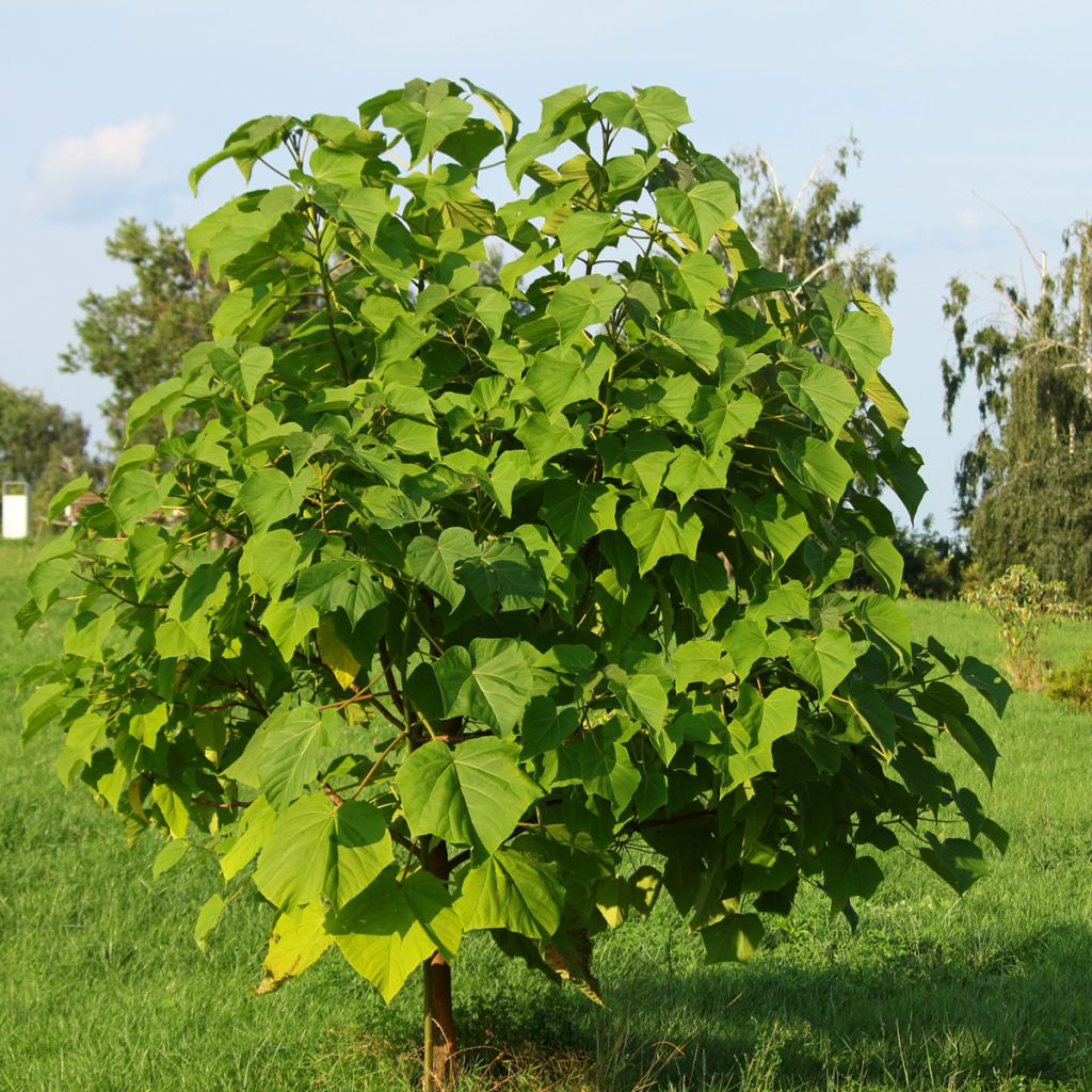 Arbre impérial - Paulownia