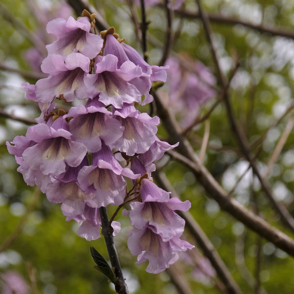 Arbre impérial - Paulownia
